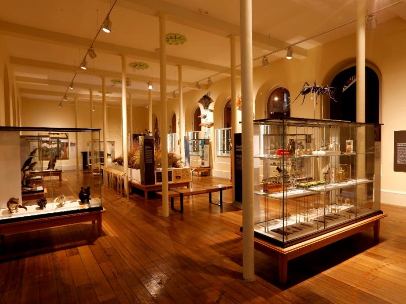 Vision Showcase / Earth and Life Gallery - Tasmanian Museum & Art Gallery 