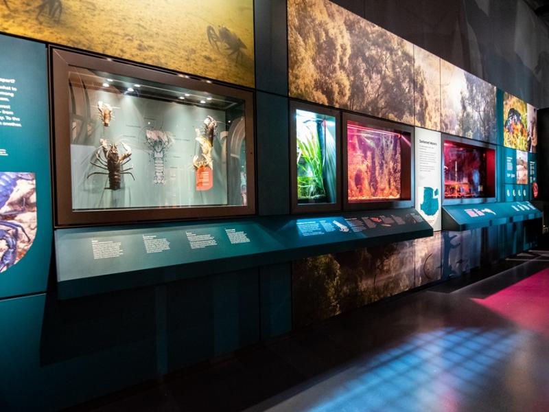 Fresco Showcase Wall – WAM Wild Life Gallery