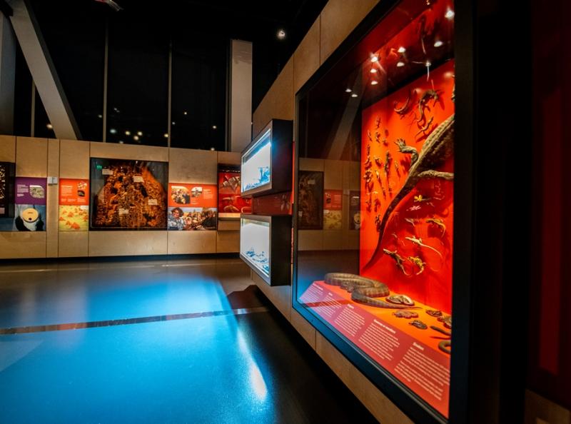 Western Australian Museum Boola Bardip – Wild Life Gallery