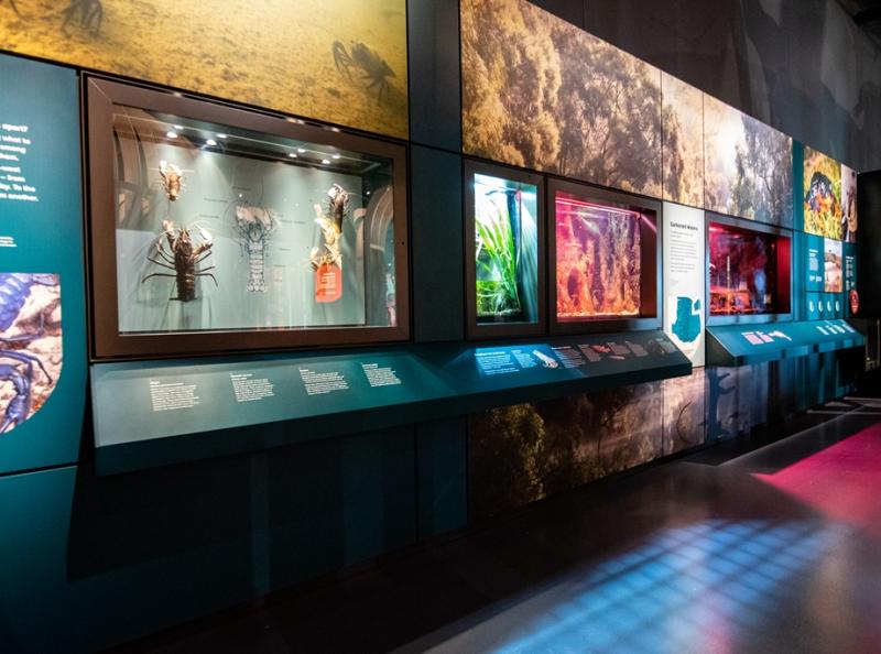 Fresco Showcase Wall – WAM Wild Life Gallery