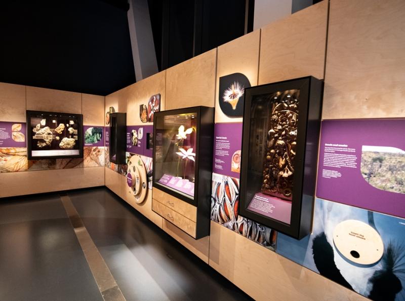 Objects mounted in Fresco Showcase Wall – WAM Wild Life Gallery